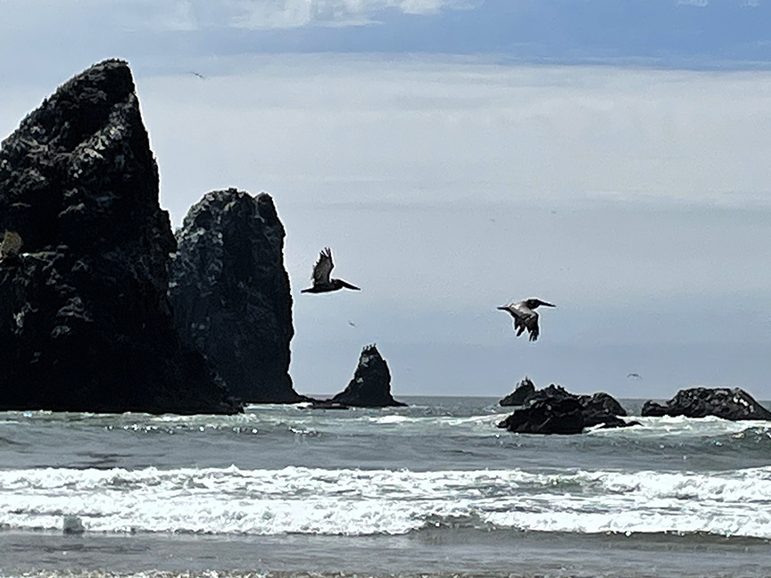 Pelicans By The Sea